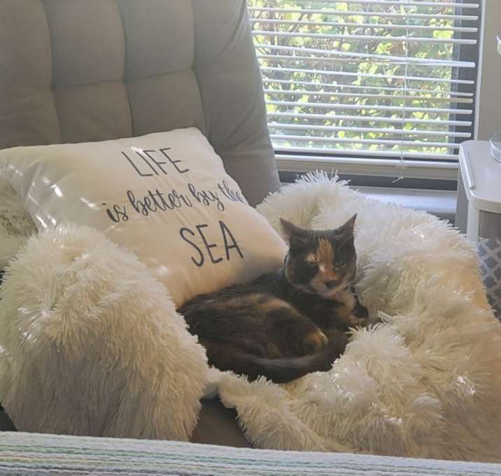 Photo of Spice