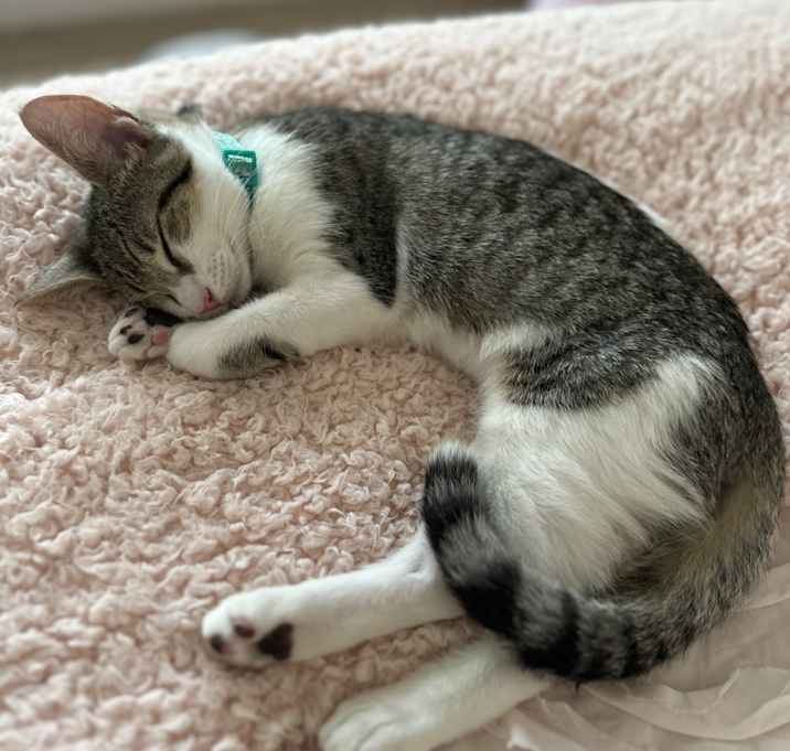 Photo of Tellie