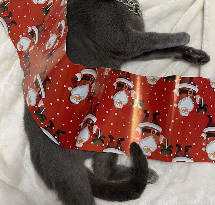 Photo of Midnight