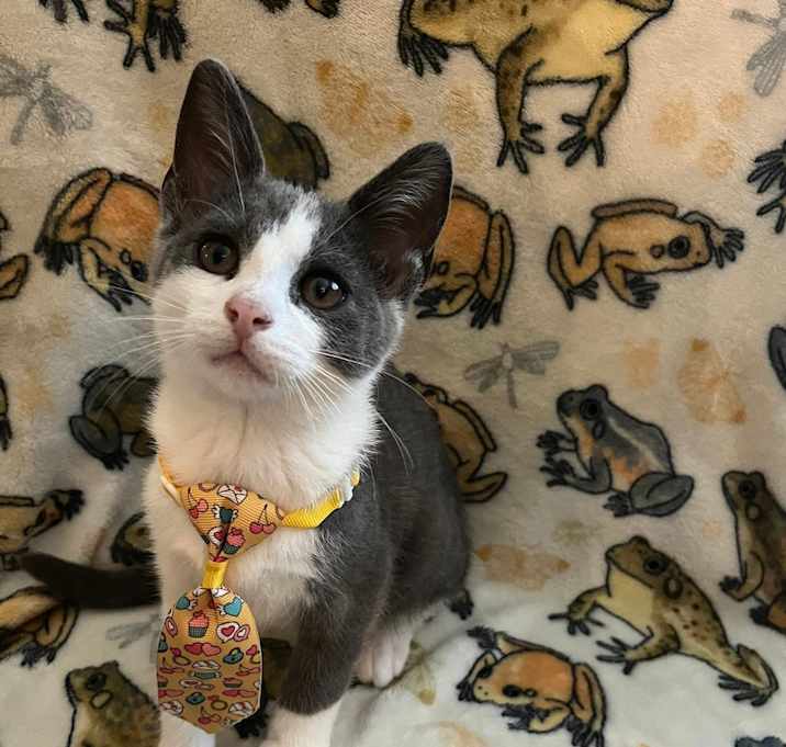 Photo of Mochi