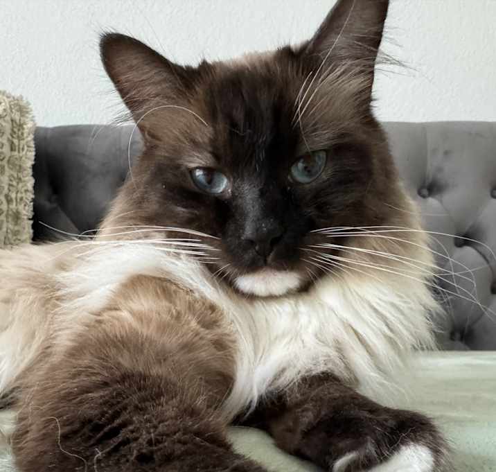 Photo of Grumpy