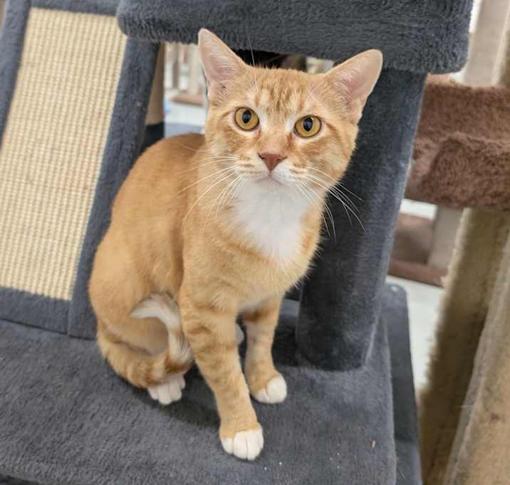 Photo of Rusty