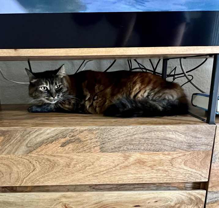 Photo of Zilly