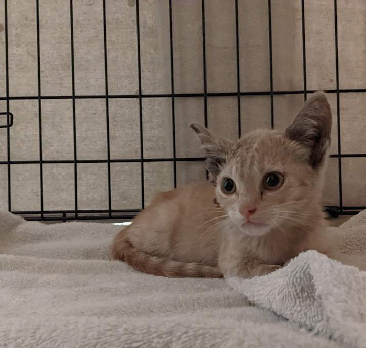 Photo of Little Gus