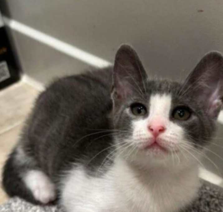 Photo of Mellow