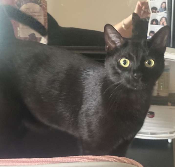 Photo of Milo aka kitty baby