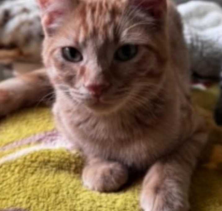 Photo of Napoleon