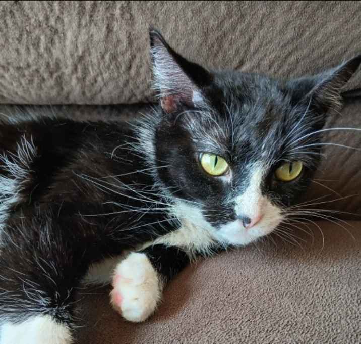Photo of Oreo