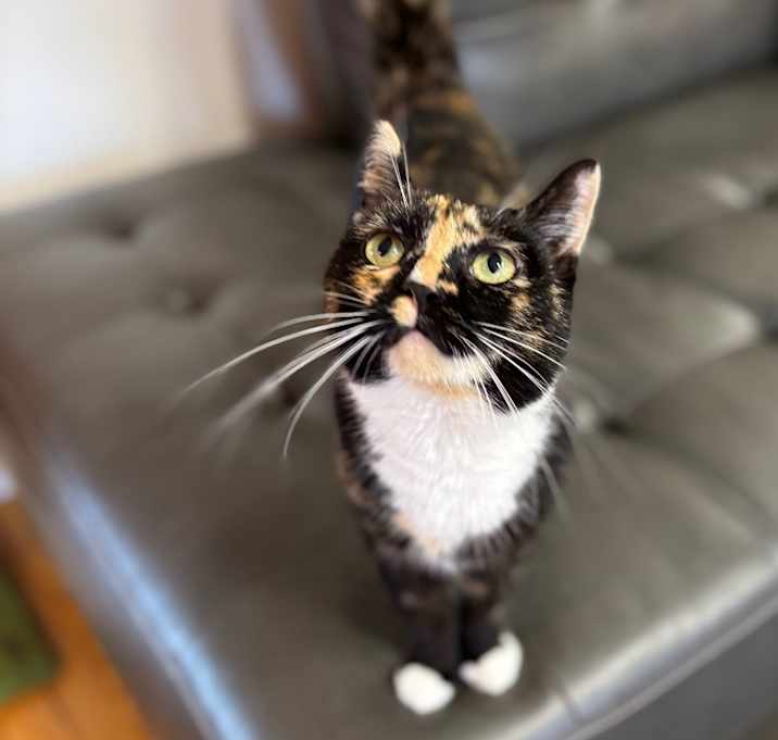 Photo of Clover