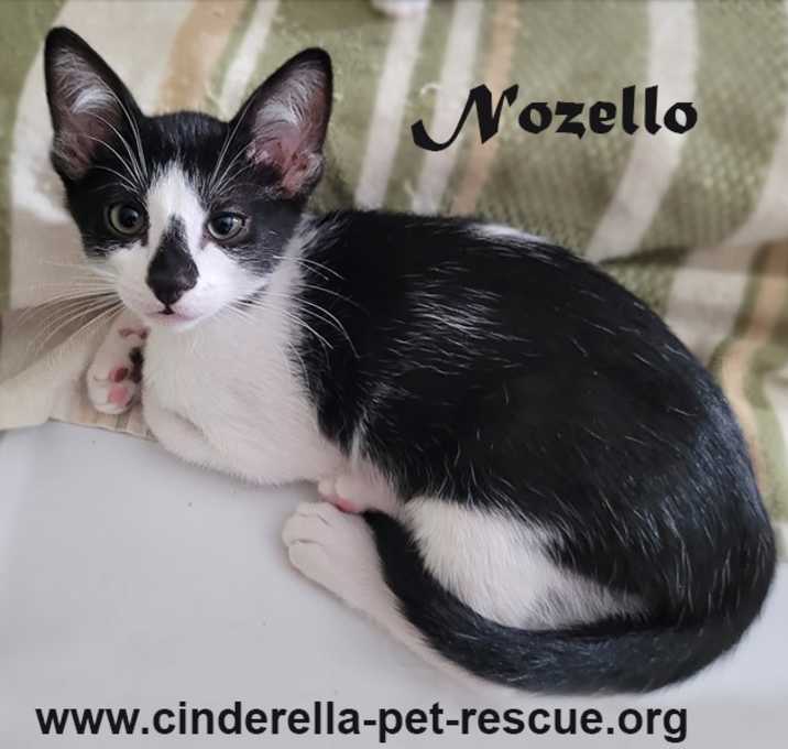 Photo of Nozello