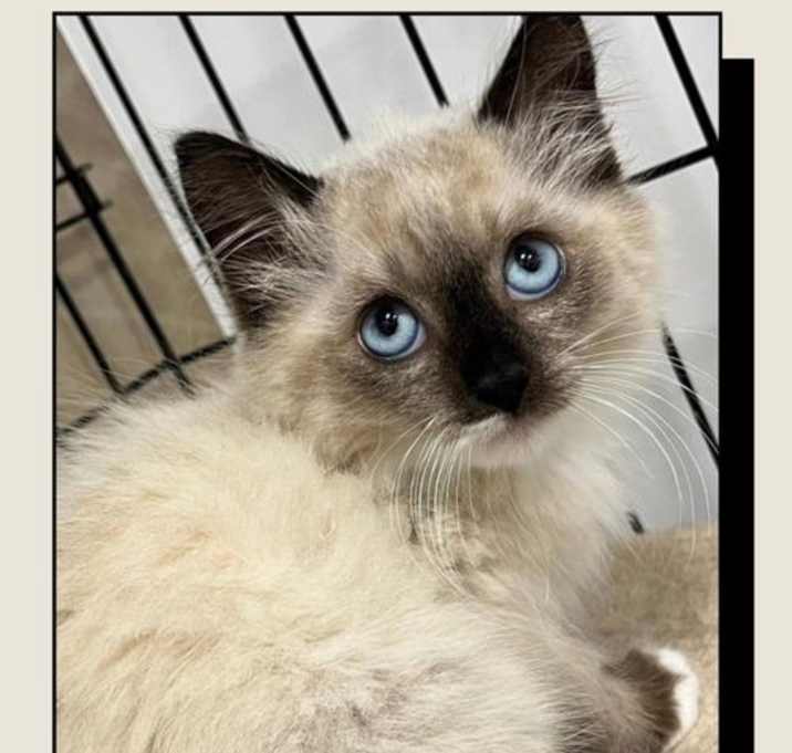 Photo of Star