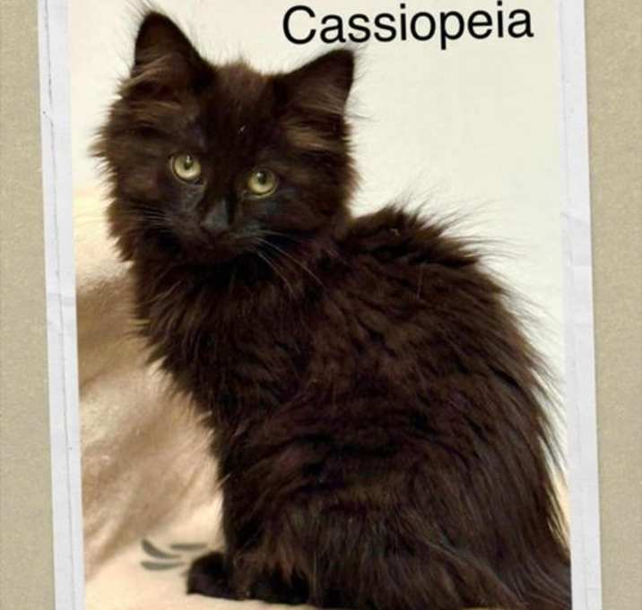 Photo of Cassiopeia