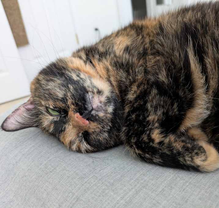 Photo of Piper