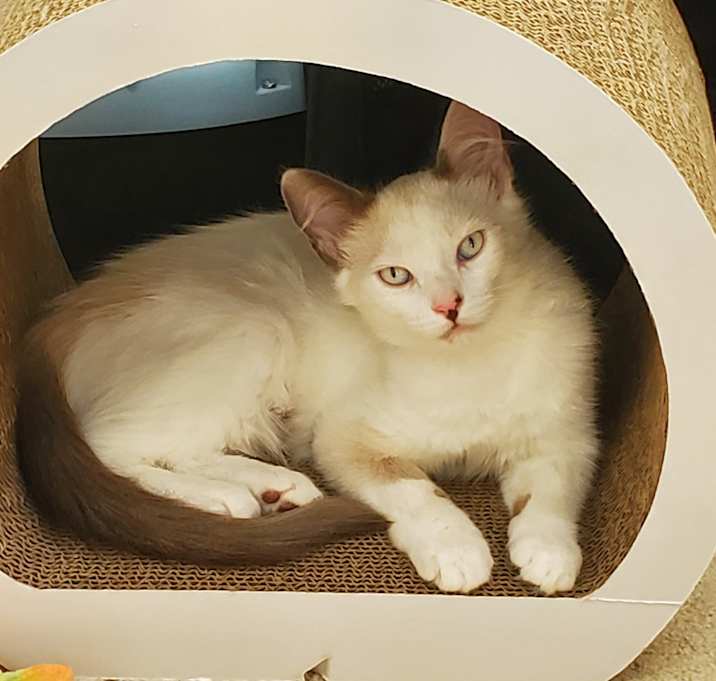 Photo of Cora