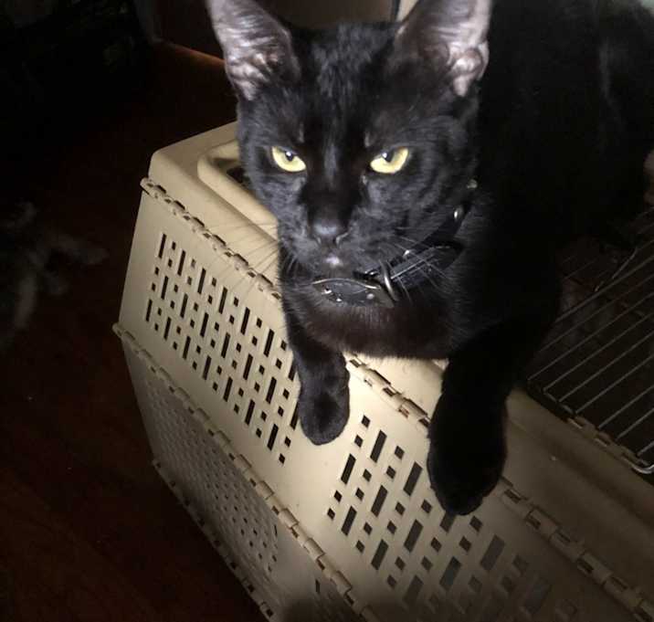Photo of Sylvester