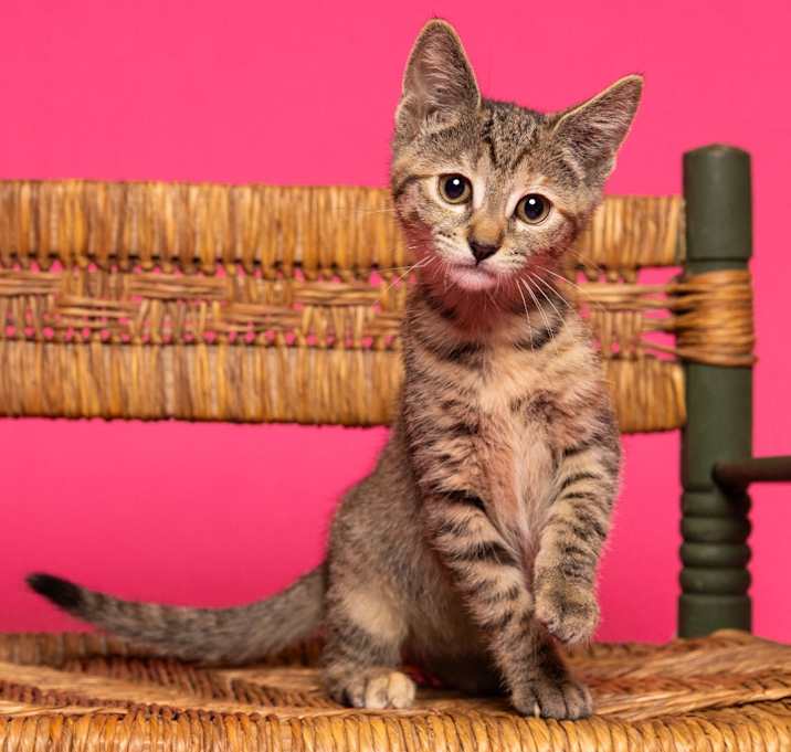 Photo of Rockstar Ringo