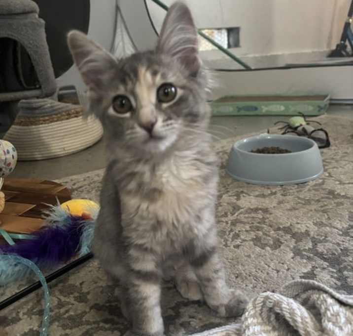 Photo of Cupcake (bonded with Madeleine)
