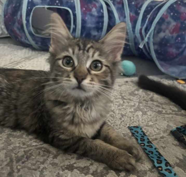 Photo of Madeleine (bonded with Cupcake)
