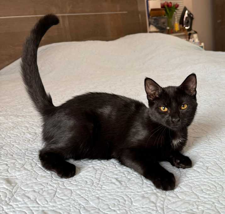 Photo of Inky