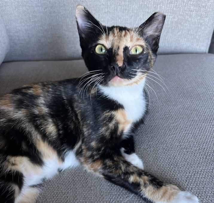 Photo of Jazzy