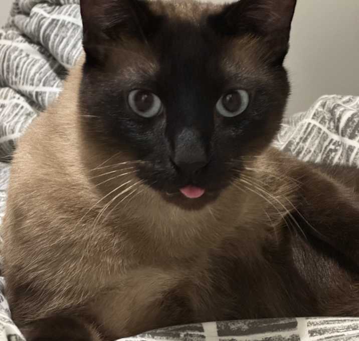 Photo of Shelby