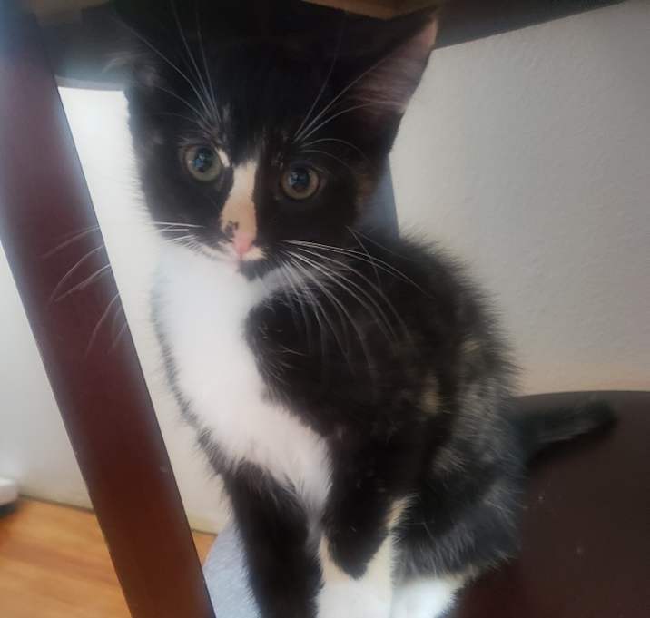 Photo of Oreo