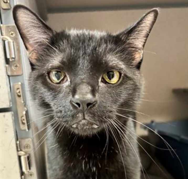 Photo of ONYX