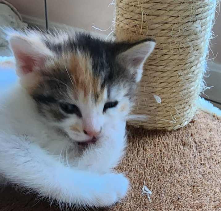 Photo of Calico Kitty