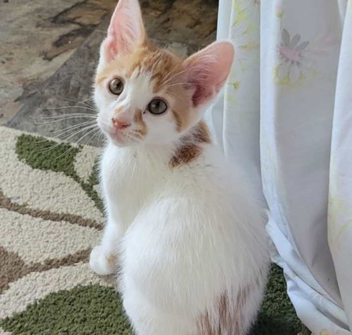 Photo of Indie