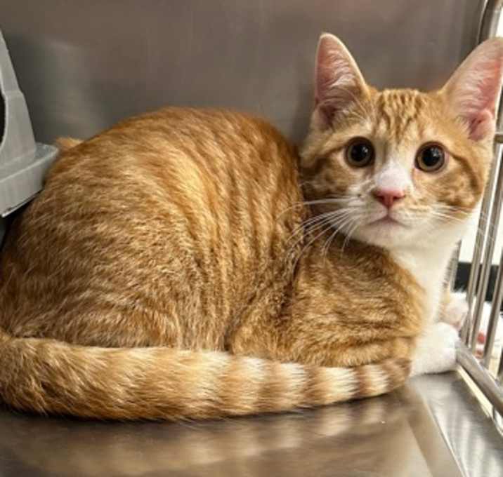 Photo of Weasley