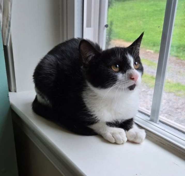 Photo of Loki