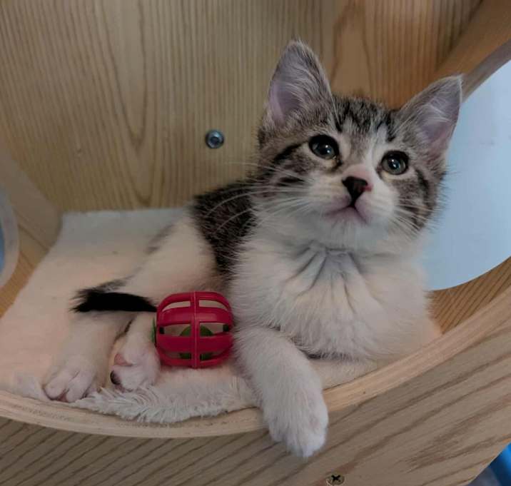 Photo of Brut