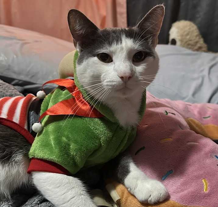 Photo of Spike