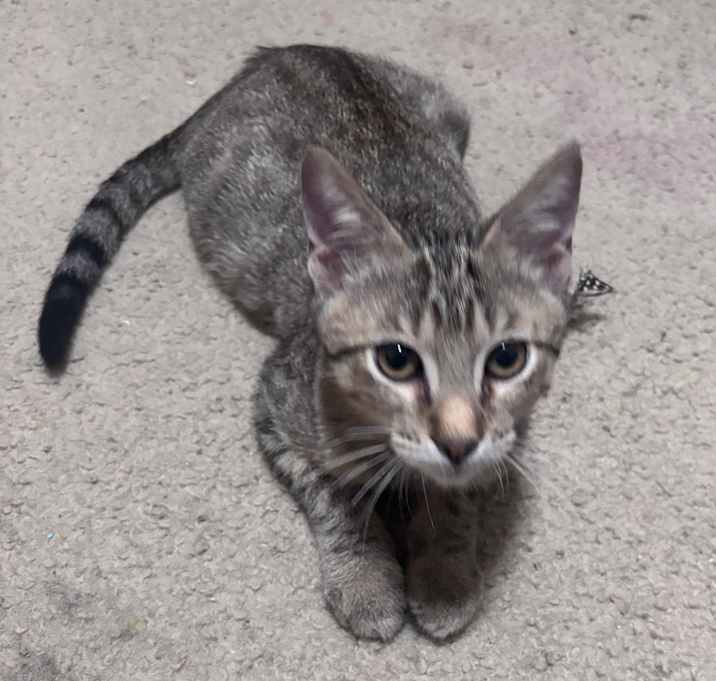Photo of Twitch