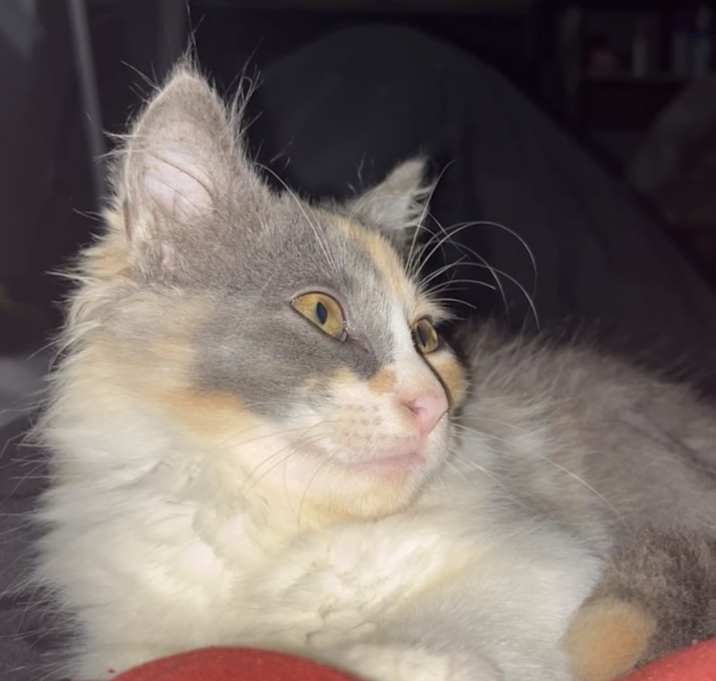 Photo of Mochi