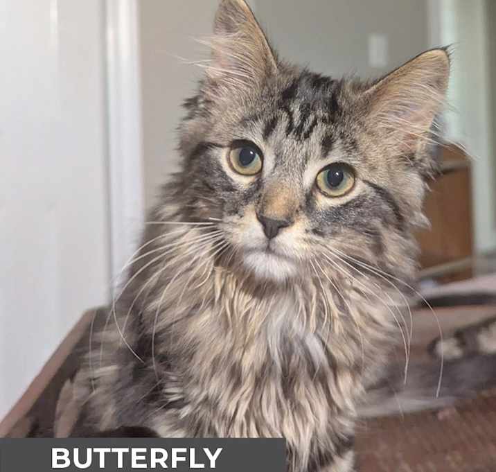 Photo of Butterfly
