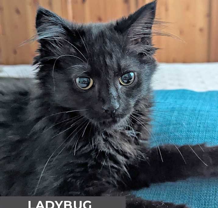 Photo of Ladybug