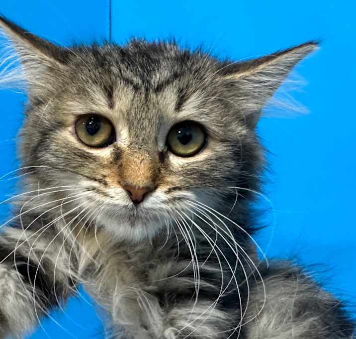 Photo of Phoebe