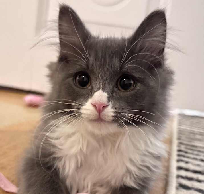 Photo of Sauce