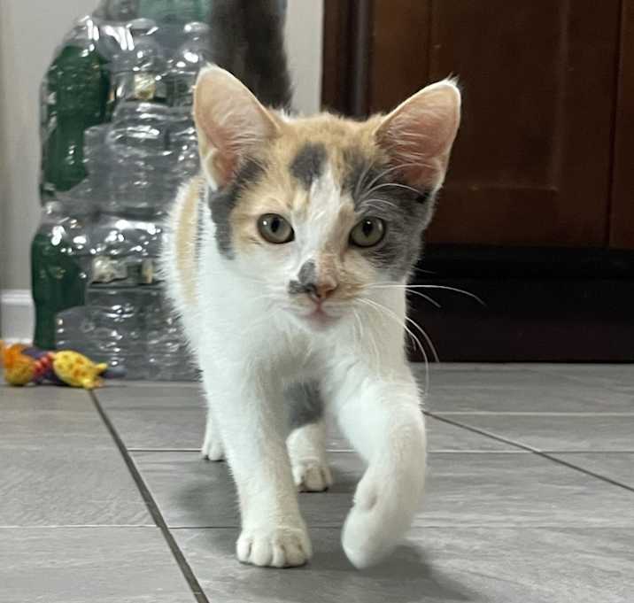 Photo of Belle