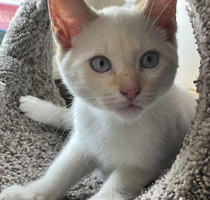 Photo of Oscar