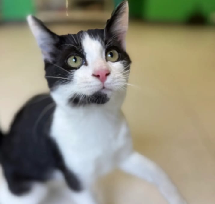 Photo of Pretty Pickles