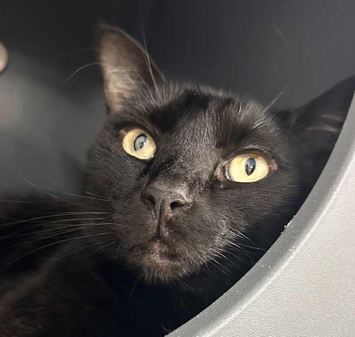 Photo of Pepper