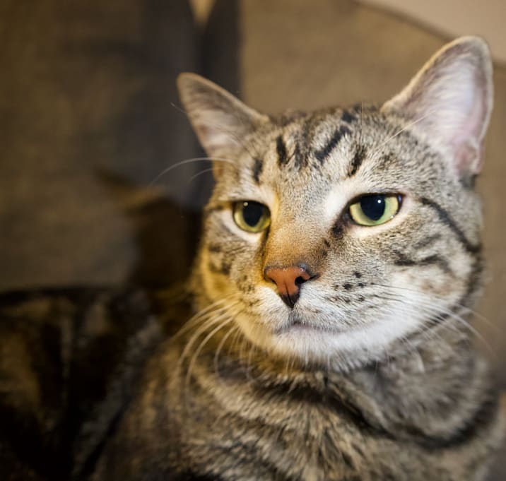 Photo of Tuna
