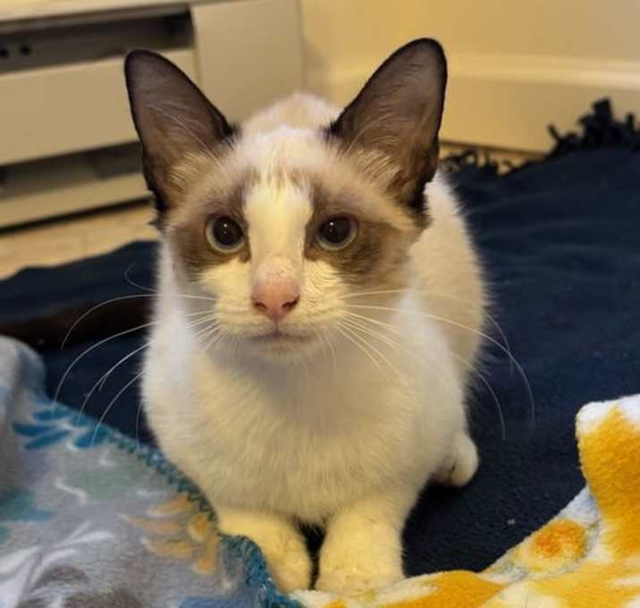Photo of Almond