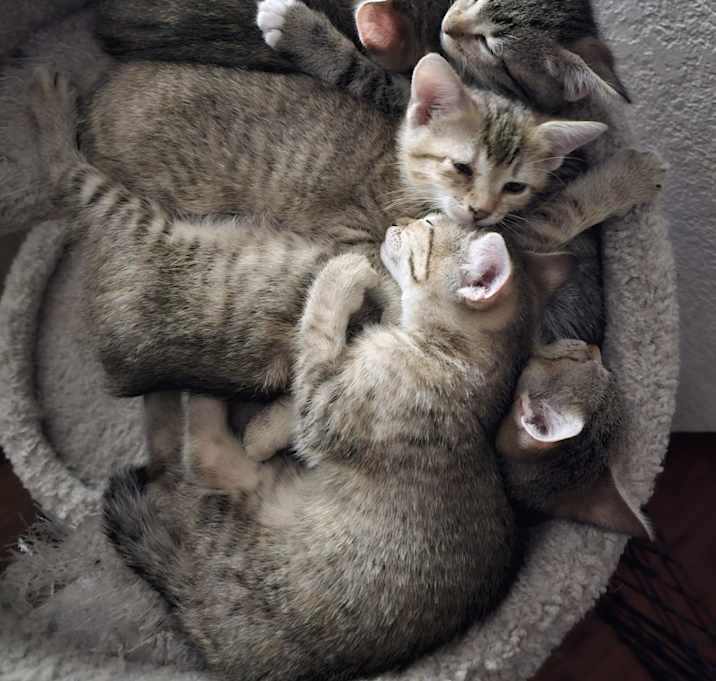 Photo of Baby kitties