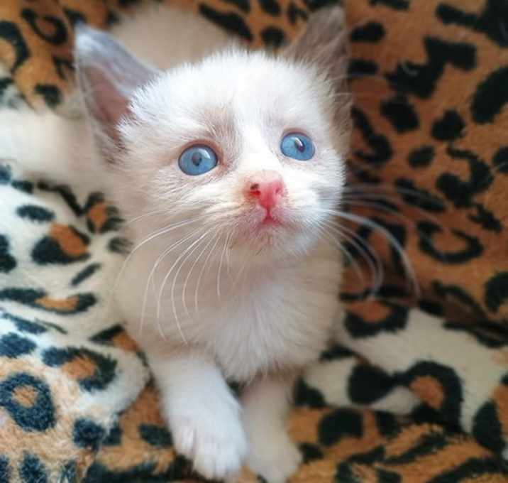 Photo of Silver