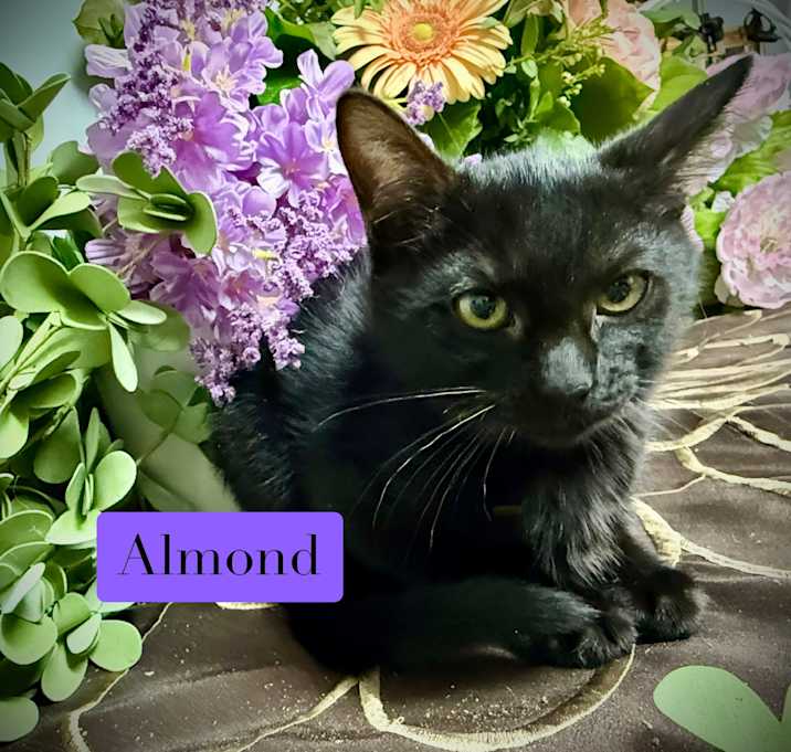 Photo of Almond