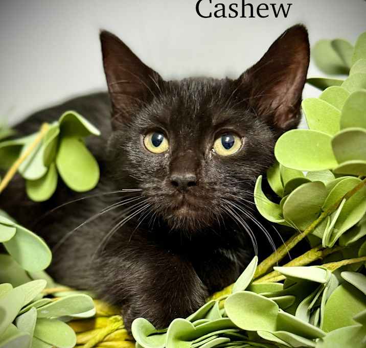Photo of Cashew