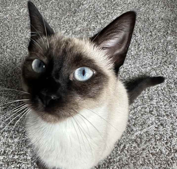 Photo of Cherry